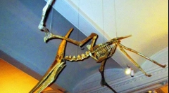 Pterodaktil